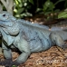 iguana_blue_qebp_gc_h_0183_cay0652.jpg